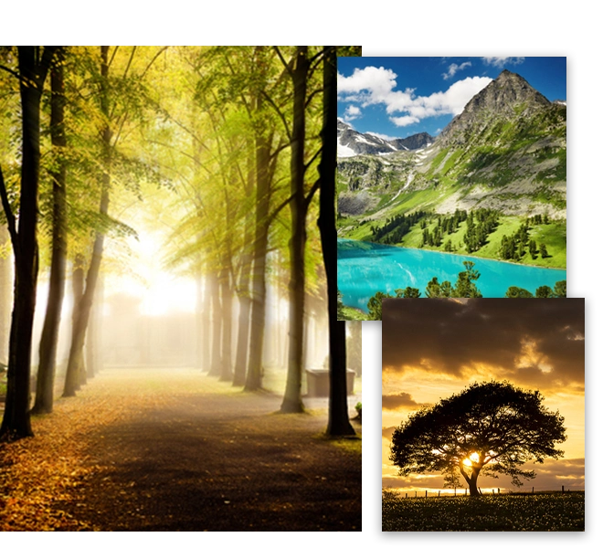 Collage Of Trees And Nature