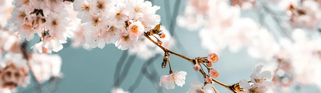 Symptoms of Gum Disease San Jose CA