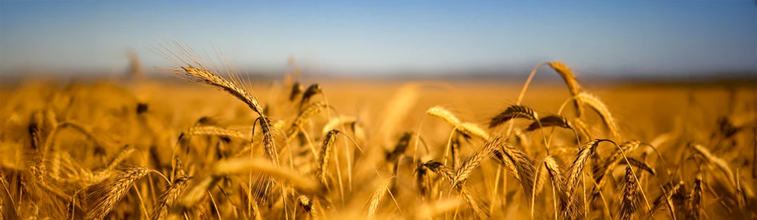 How to Brush Your Teeth in San Jose CA