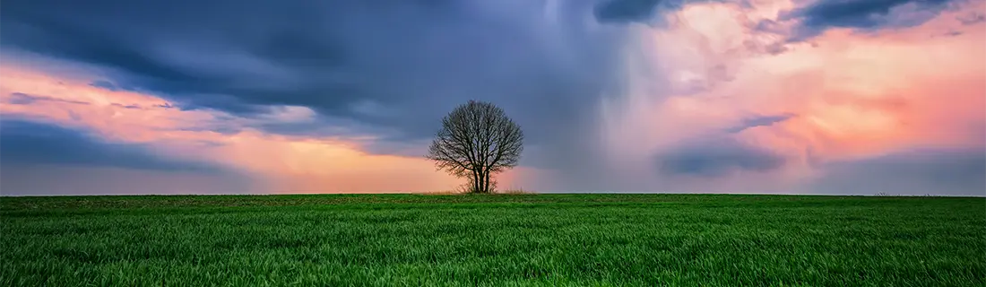 Dentist San Jose CA Lonely Tree In A Green Field