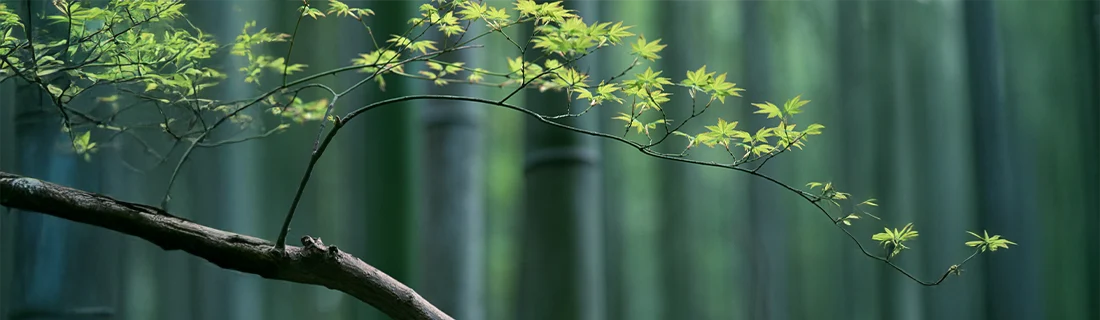 Dentist San Jose CA Maple Branch With Leaves Sprouting