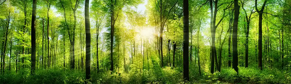 Gum Disease Treatment in San Jose CA