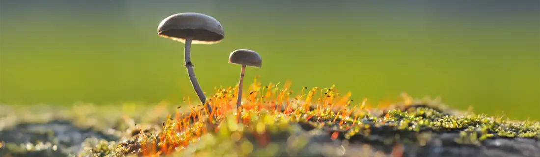 Importance of Baby Teeth in CITY* STATE*