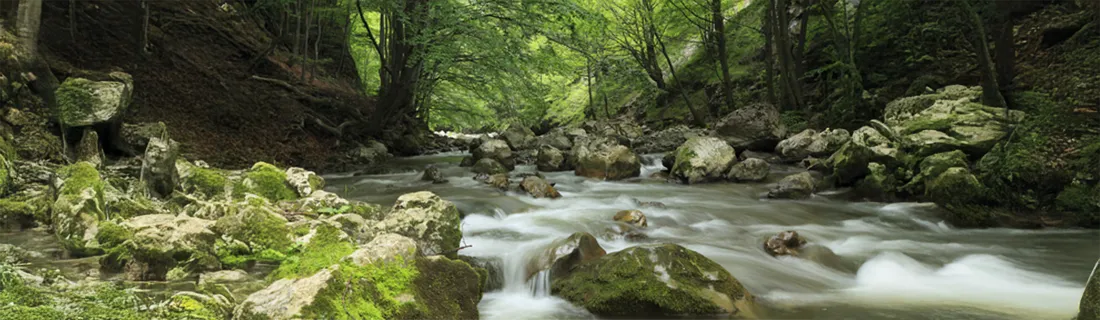 Dentist San Jose CA Water Flowing On Forest Floor