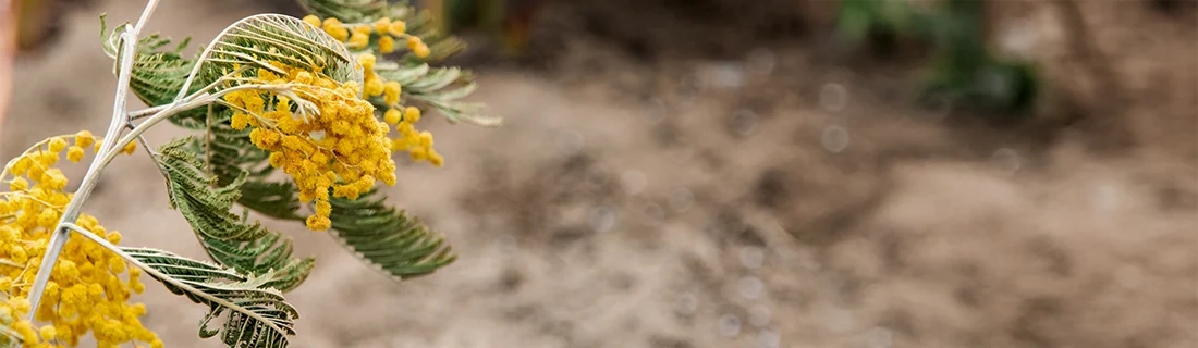 How to Brush Teeth With Braces in CITY* STATE*